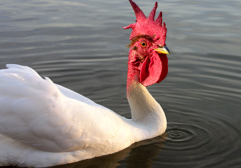 Photoshop Design by rjoannej for DesignCrowd (Community Contests) | Design #9082095