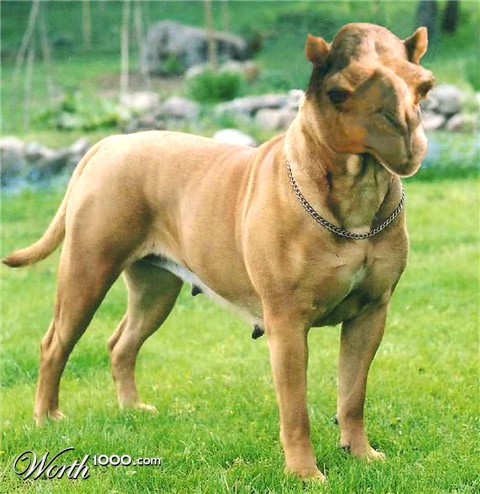 Photoshop Design by Angeldrop