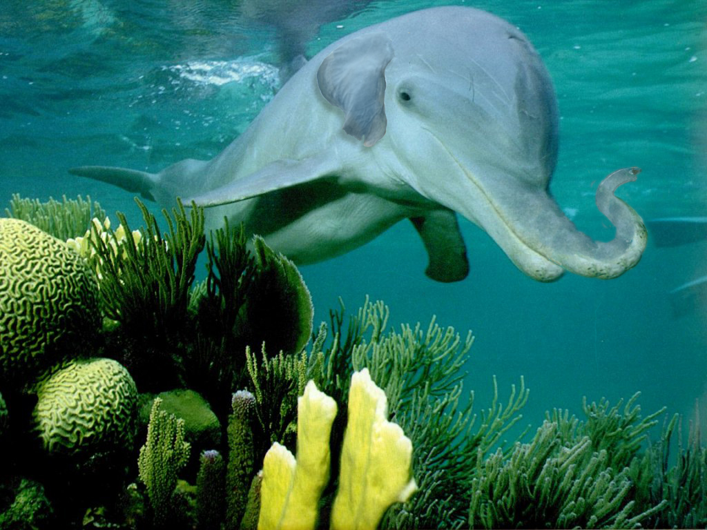 Photoshop Design by crazyhead for DesignCrowd (Community Contests) | Design #9082084