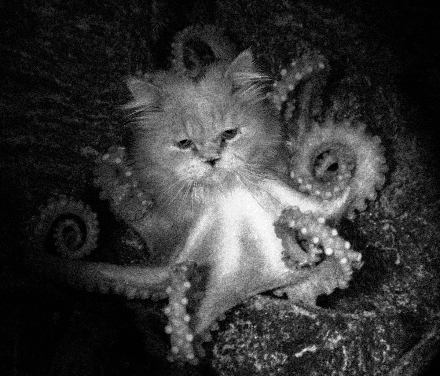 Photoshop-Design von thehuntedcat für DesignCrowd (Community Contests) | Design #9082313
