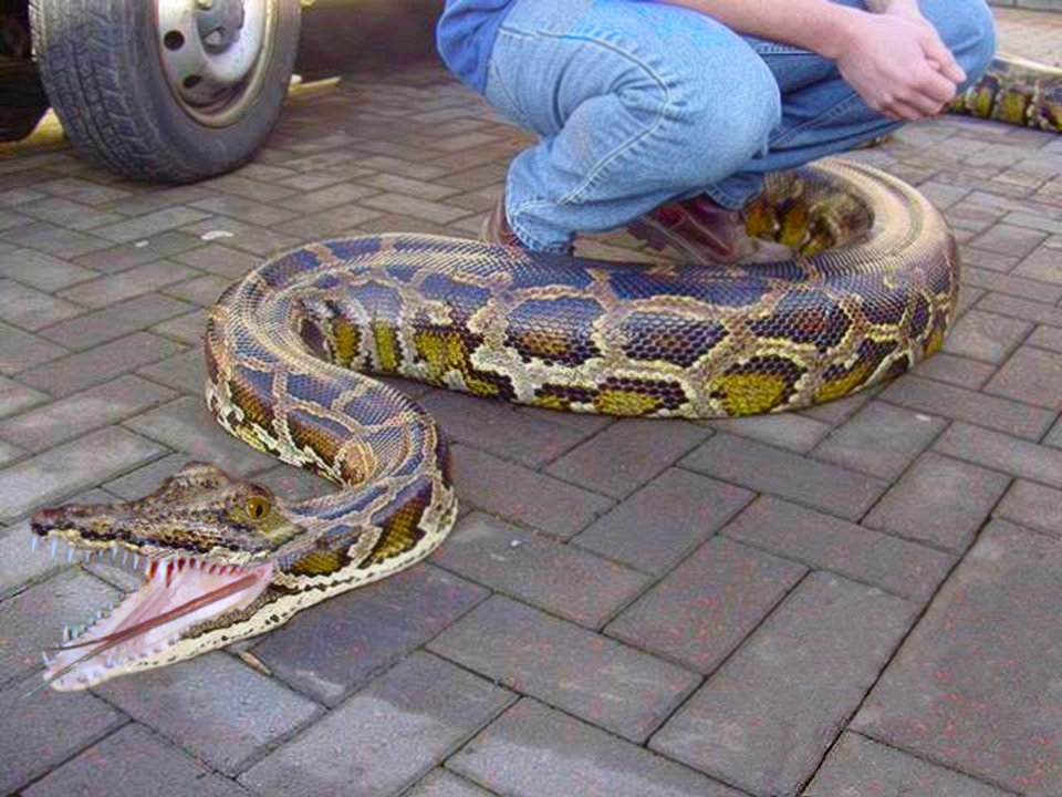 Photoshop Design by cricket1 for DesignCrowd (Community Contests) | Design #9082205