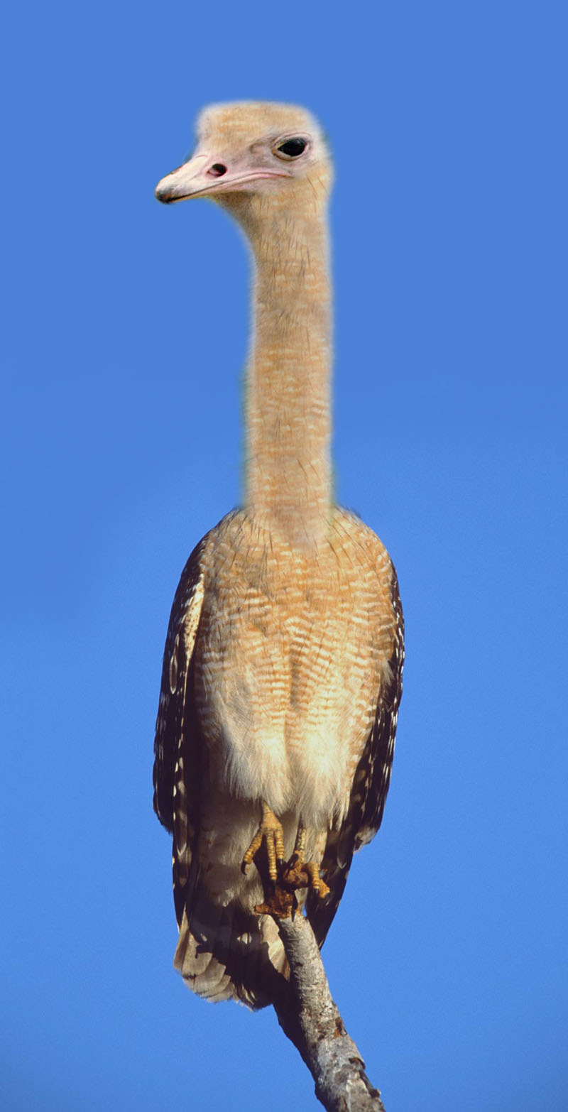 Photoshop Design by sundive-ken for DesignCrowd (Community Contests) | Design #9082081