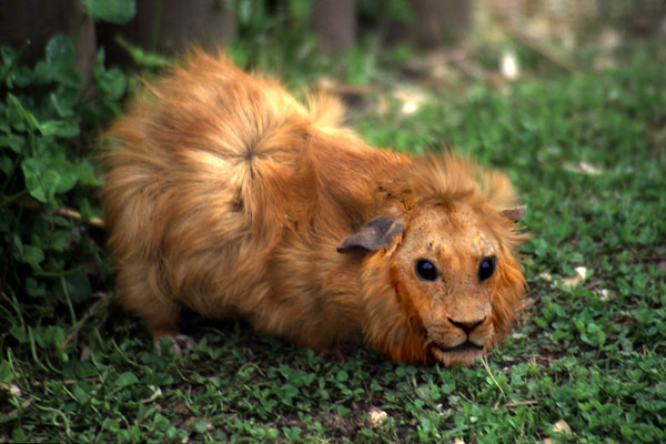 Diseño de Photoshop por Uberwench para DesignCrowd (Community Contests) | Diseño #9082334