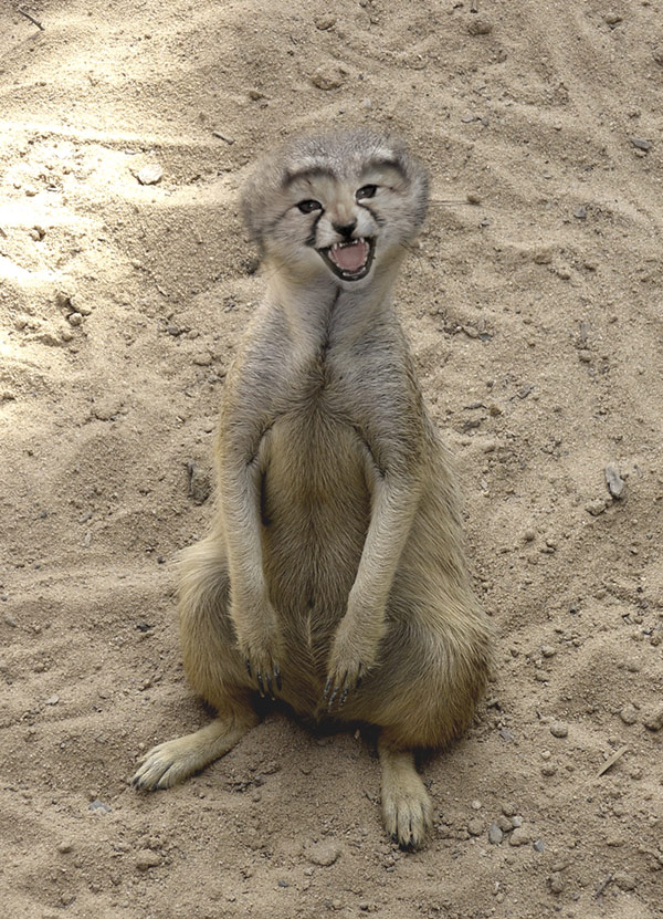 Diseño de Photoshop por DannyHonx para DesignCrowd (Community Contests) | Diseño #9082102