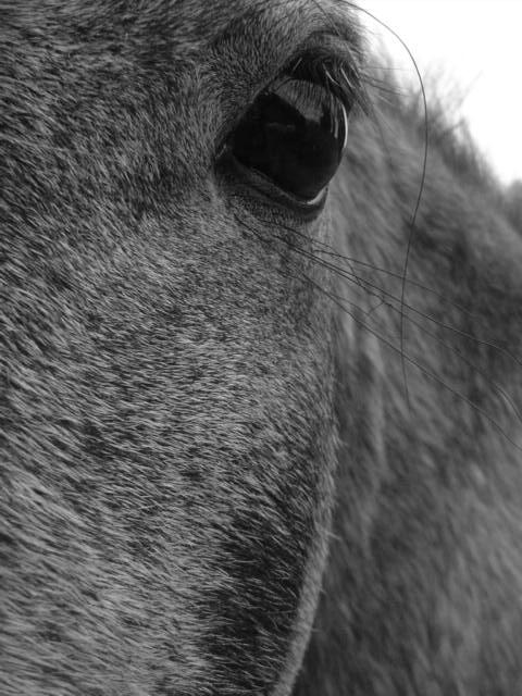 Photographie par chicka02 pour DesignCrowd (Community Contests) | Design #9092027