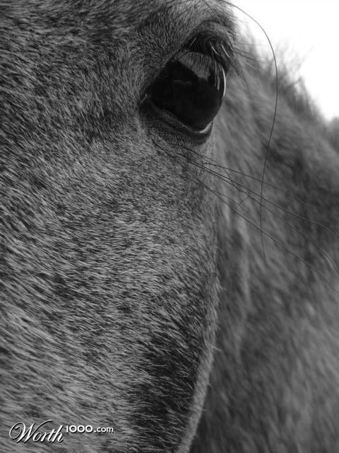 Photography by chicka02