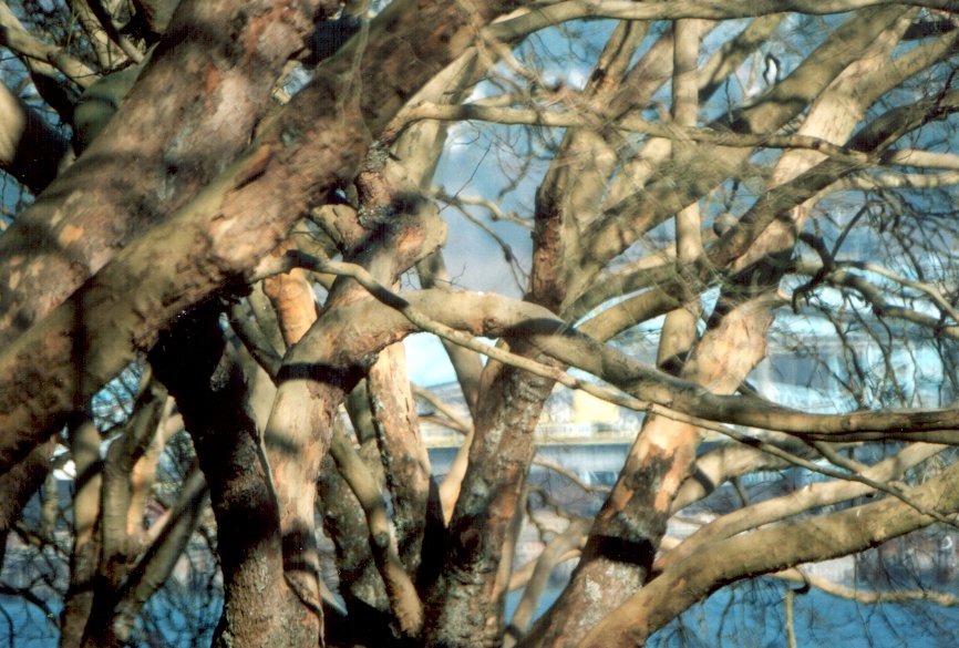 Fotografía por ennoia para DesignCrowd (Community Contests) | Diseño #9092046