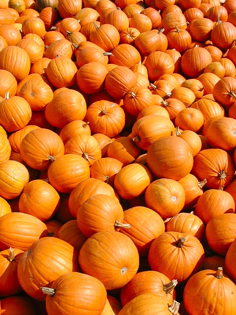 Photographie par KarenC pour DesignCrowd (Community Contests) | Design #9092040