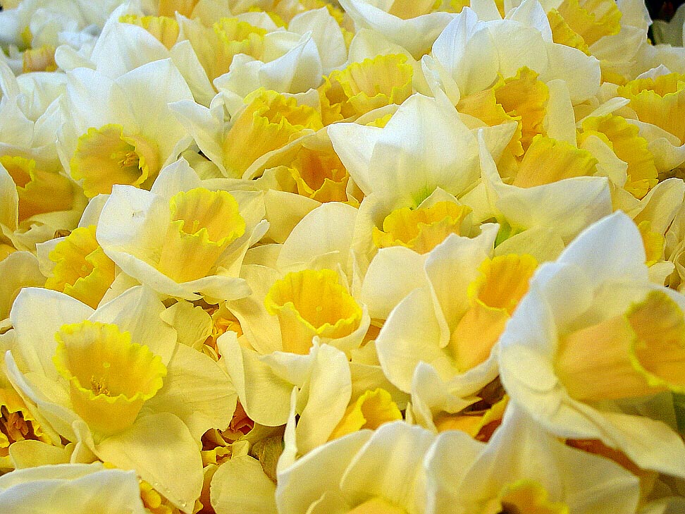 Photography by FRWalters for DesignCrowd (Community Contests) | Design #9092038