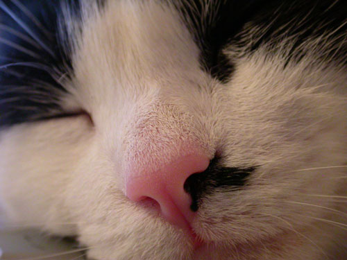 Fotografía por Crystal211 para DesignCrowd (Community Contests) | Diseño #9092066