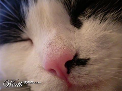 Photography by Crystal211