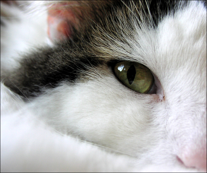 Fotografía por orrielflies para DesignCrowd (Community Contests) | Diseño #9092062