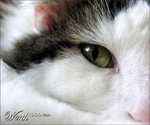 Photography by orrielflies