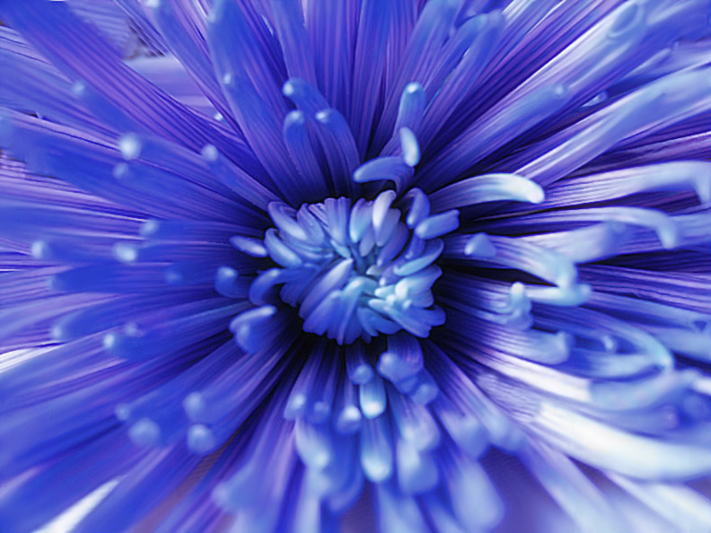 Photography by psyclone for DesignCrowd (Community Contests) | Design #9092152