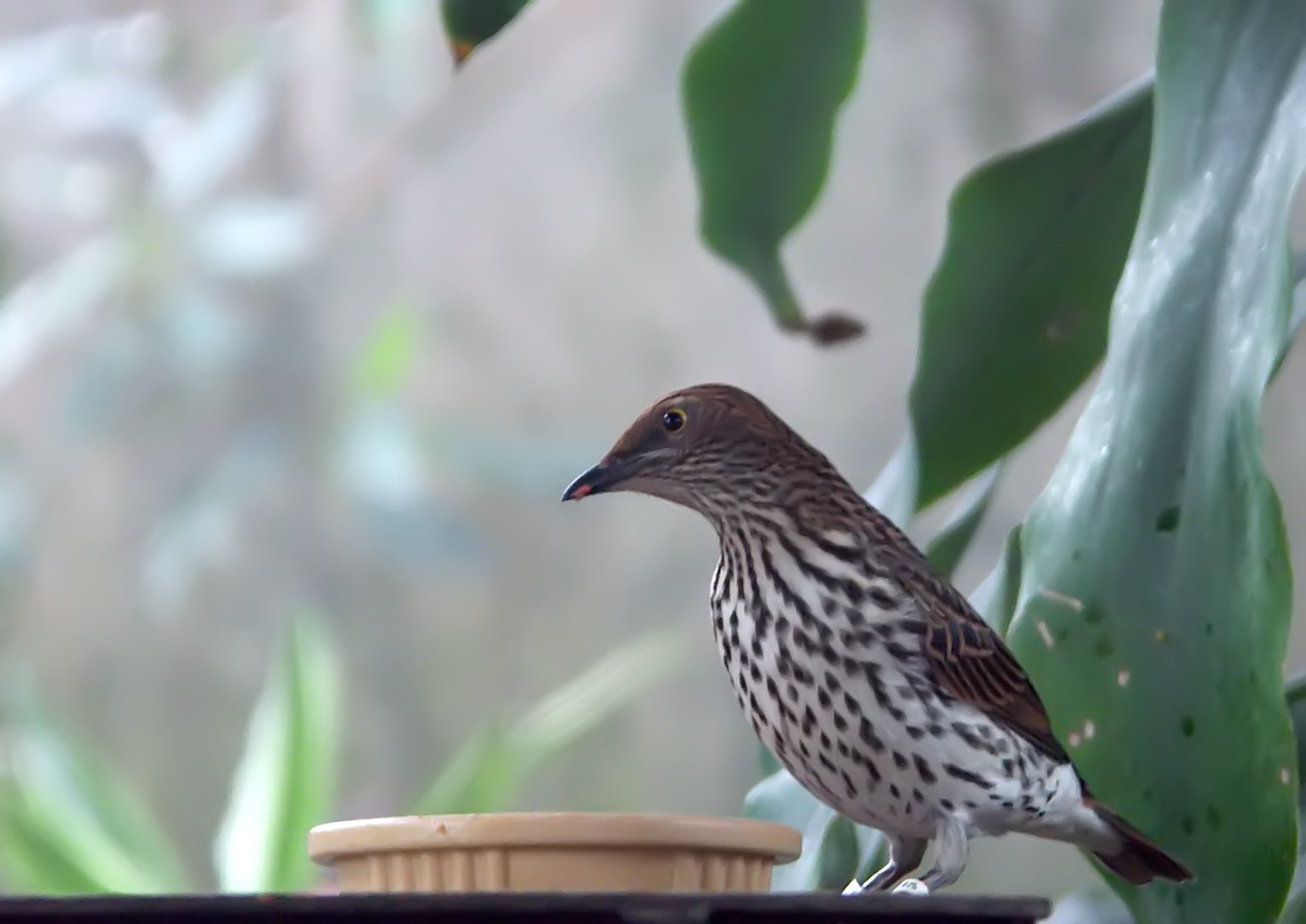 Photography by binkyat3 for DesignCrowd (Community Contests) | Design #9094416