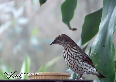 Photography by binkyat3