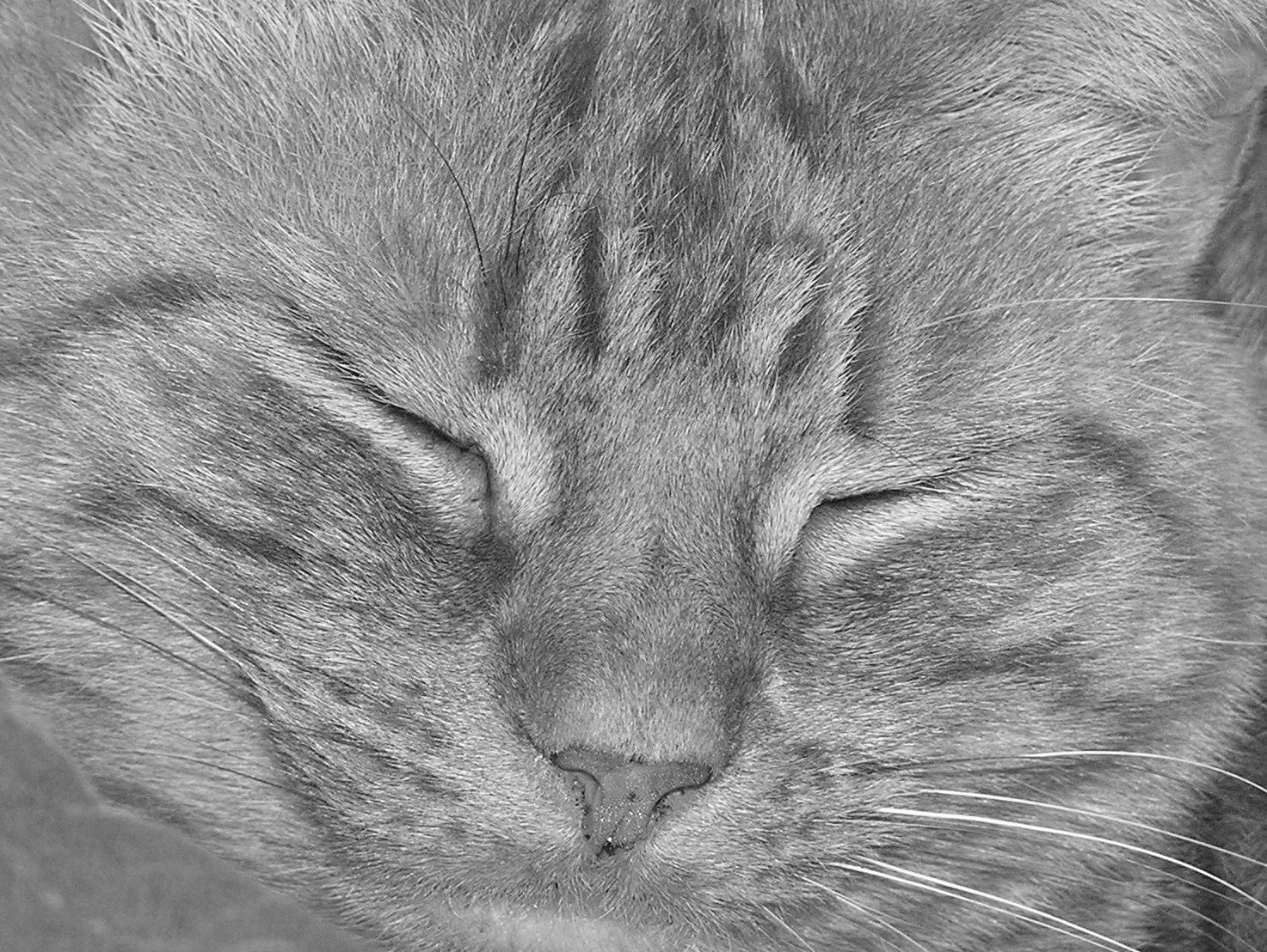 Fotografía por angellivia para DesignCrowd (Community Contests) | Diseño #9092120