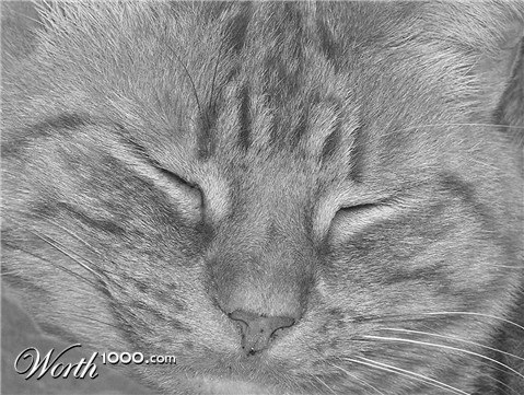 Photography by angellivia