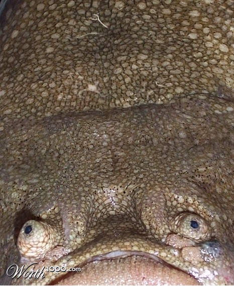 Photography by ozplasmic