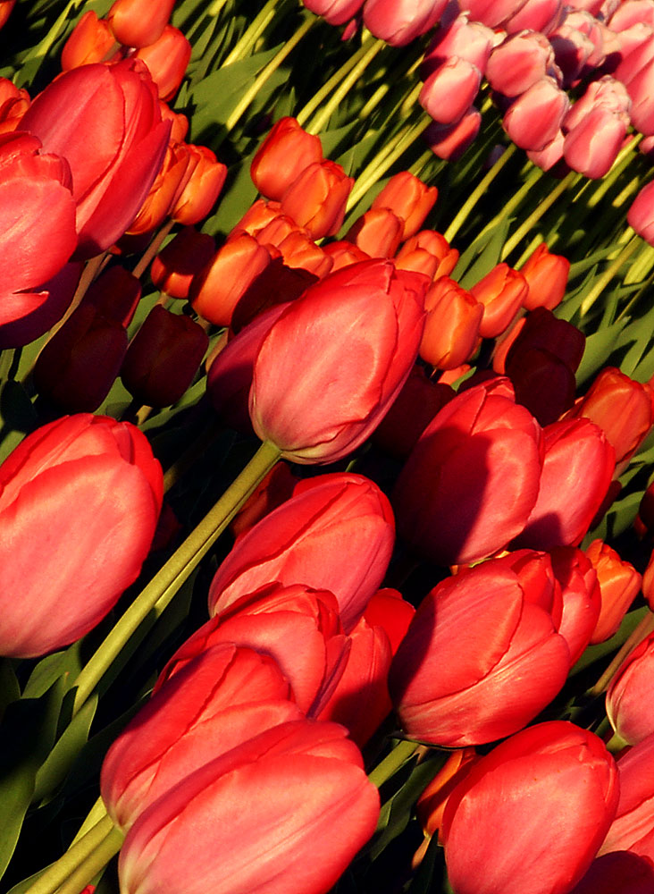 Photography by SigloV for DesignCrowd (Community Contests) | Design #9092242