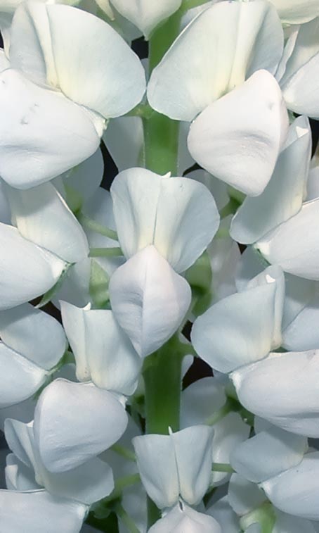 Photographie par johnnymaxwell pour DesignCrowd (Community Contests) | Design #9092306