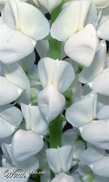 Photography by johnnymaxwell