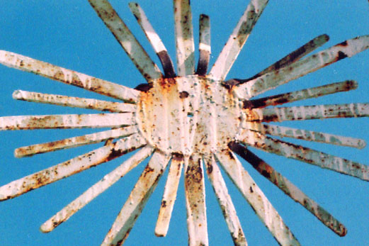 Photography by funcky for DesignCrowd (Community Contests) | Design #9092323