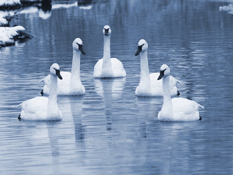 Photoshop Design by JClark8220 for DesignCrowd (Community Contests) | Design #9093840