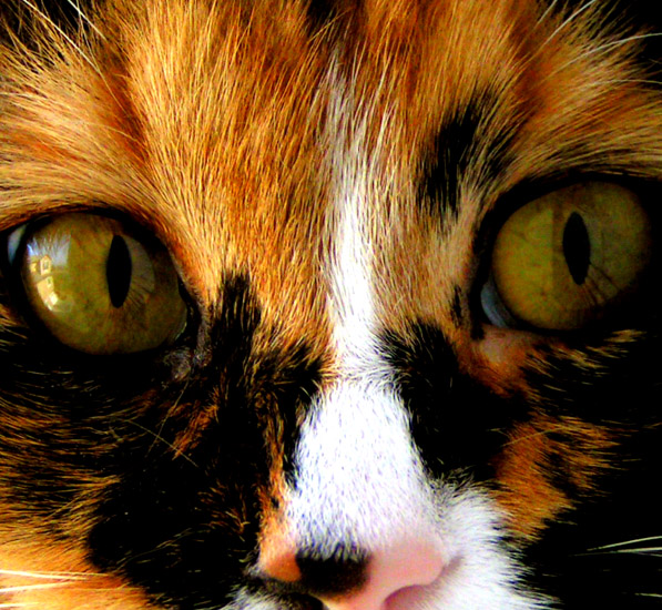 Fotografie von jasoned für DesignCrowd (Community Contests) | Design #9092351