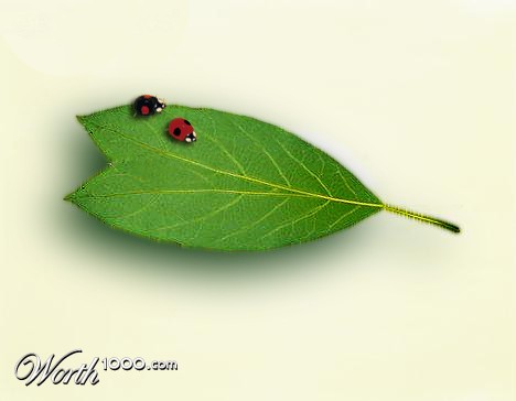 Photoshop Design by Coquita