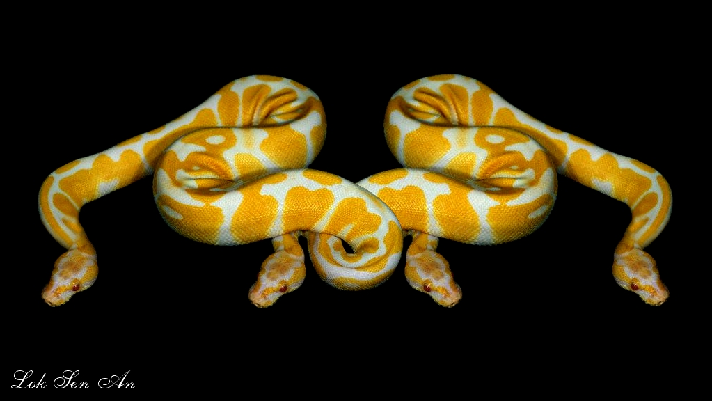 Photoshop Design by LokSenAn for DesignCrowd (Community Contests) | Design #9093963