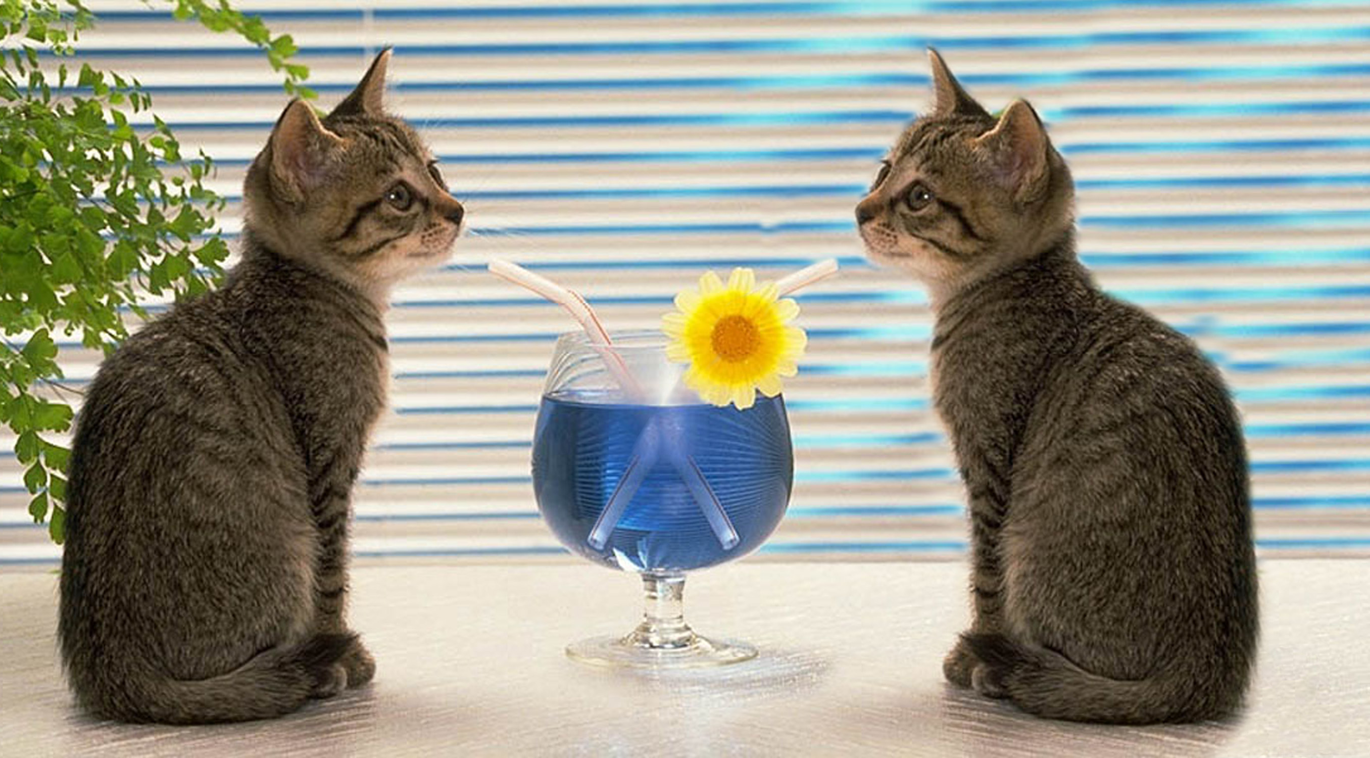 Diseño de Photoshop por rwallace para DesignCrowd (Community Contests) | Diseño #9093948