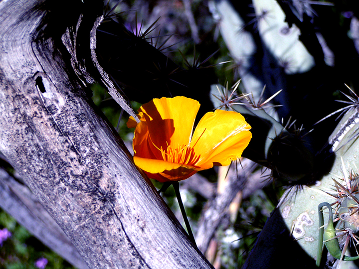 Photography by jasoned for DesignCrowd (Community Contests) | Design #9088712