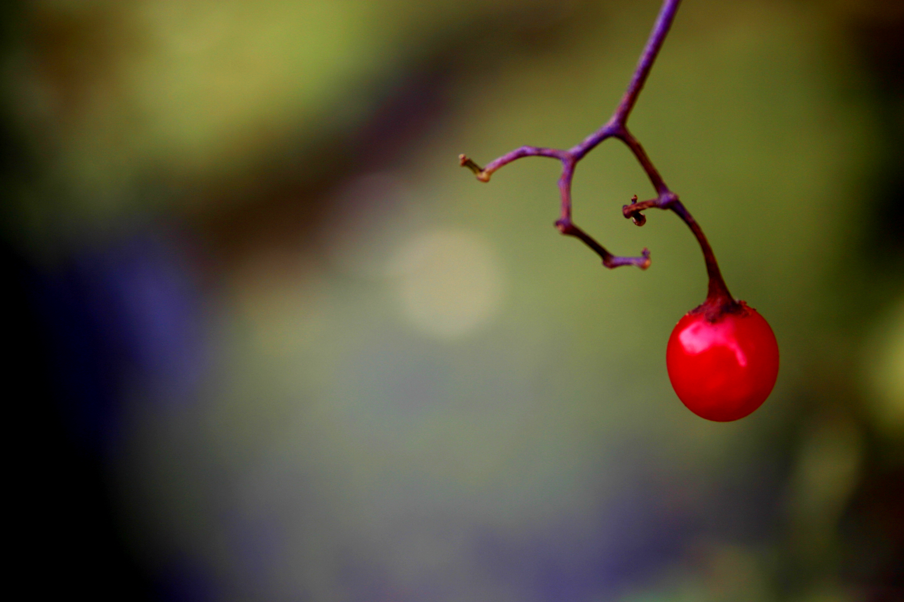 Photography by oleksa for DesignCrowd (Community Contests) | Design #9088769