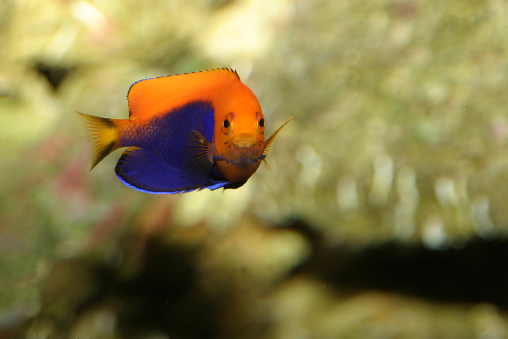 Fotografía por advance2 para DesignCrowd (Community Contests) | Diseño #9088828