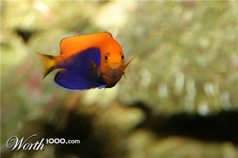 Photography by advance2