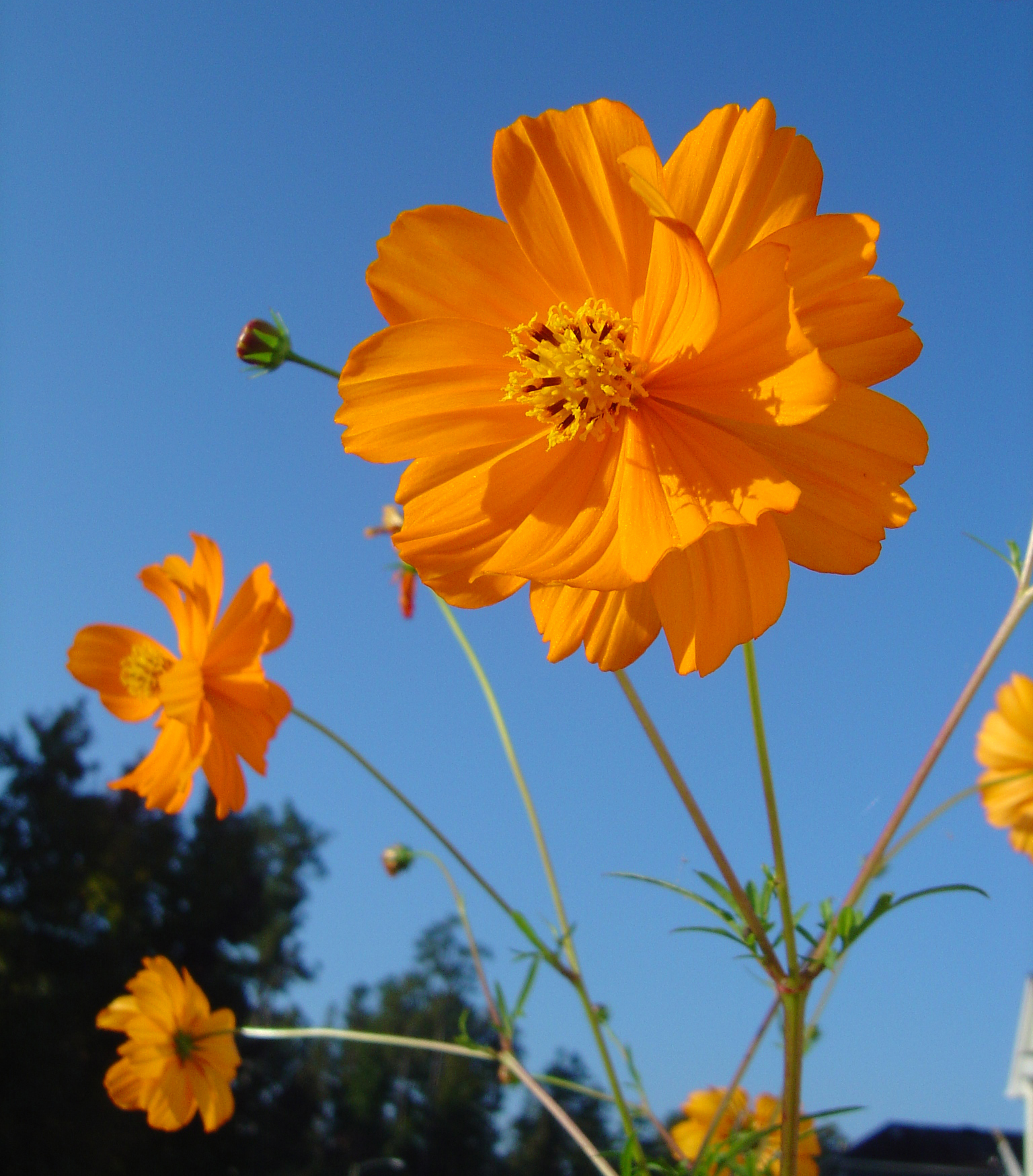 Fotografie von treebloke für DesignCrowd (Community Contests) | Design #9093707