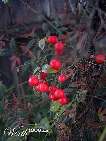 Photography by cometgymmom