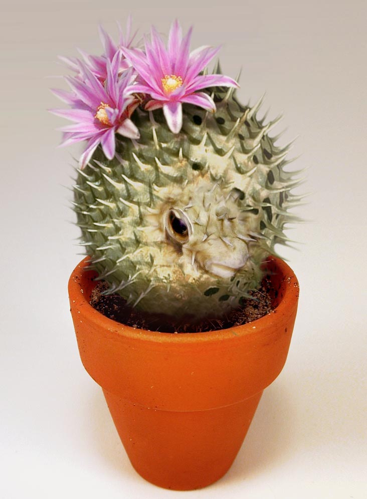 Photoshop-Design von saufnase für DesignCrowd (Community Contests) | Design #9093541