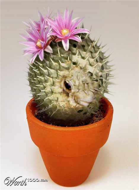 Photoshop Design by saufnase