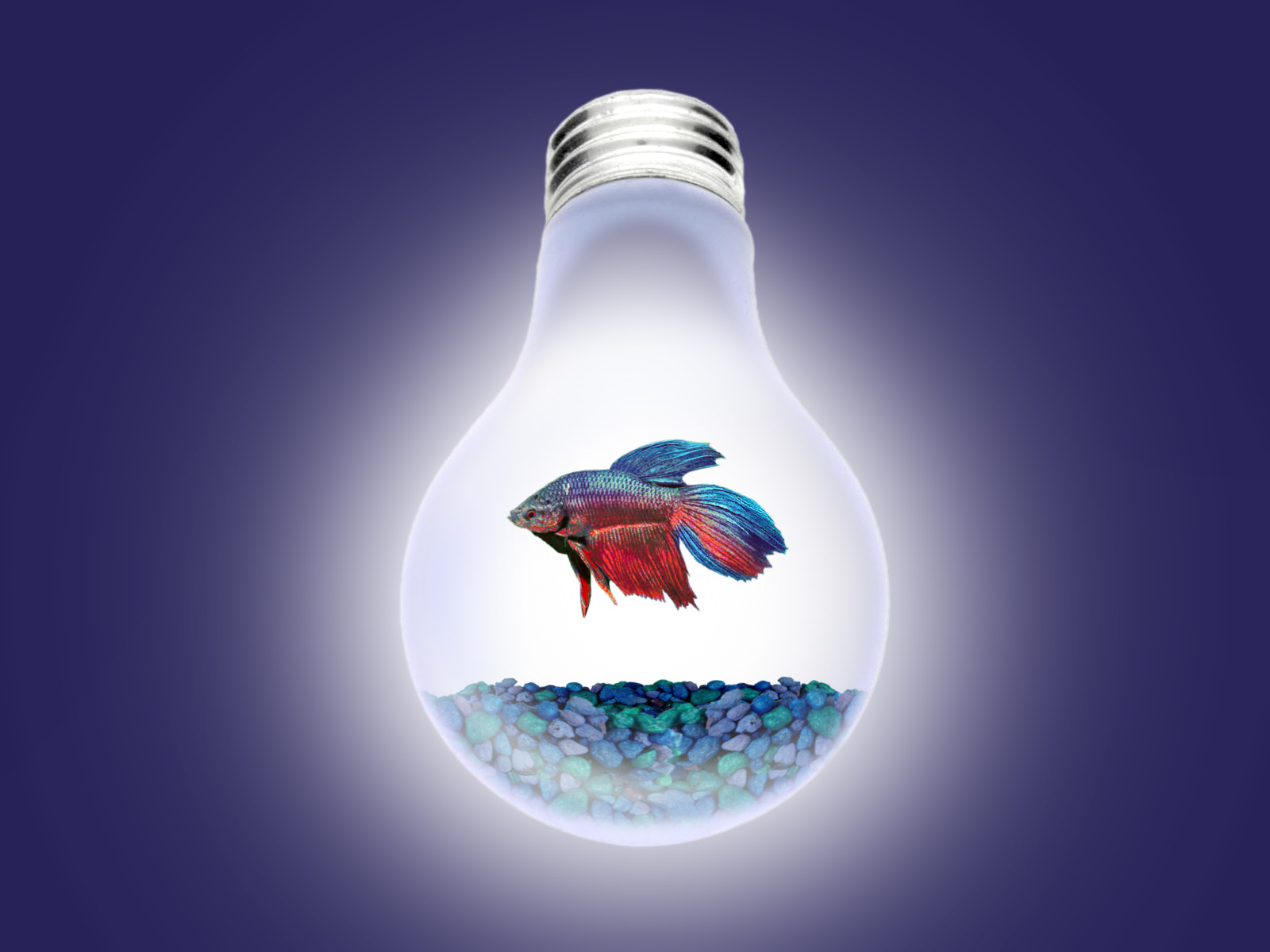 Photoshop Design by iggy21 for DesignCrowd (Community Contests) | Design #9093553