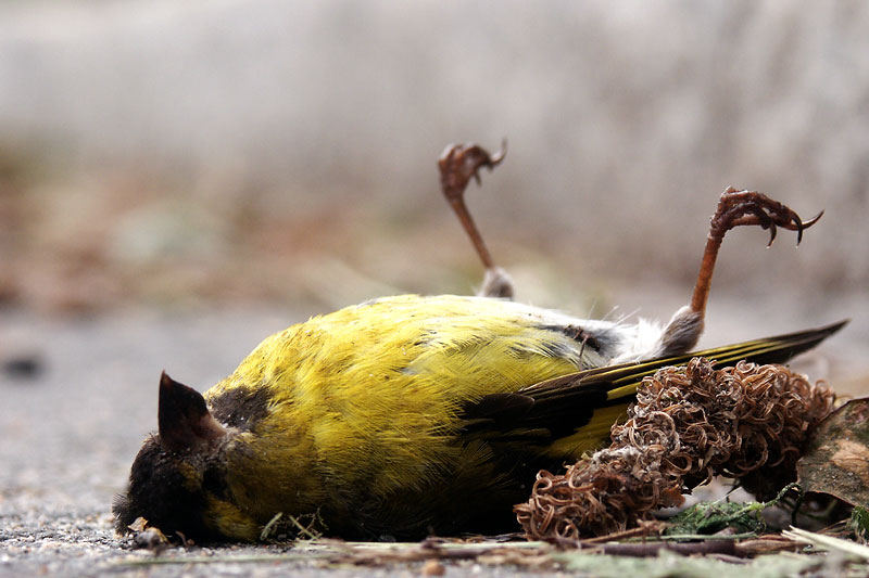 Photography by MrPumpernickel for DesignCrowd (Community Contests) | Design #9088844