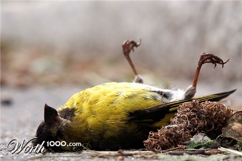 Photography by MrPumpernickel