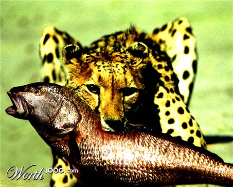 Photoshop Design by zulittle