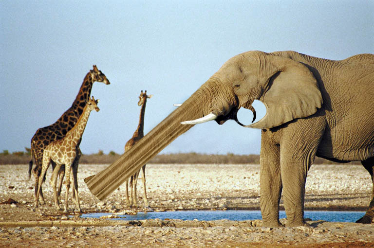 Photoshop Design by godzillatemple for DesignCrowd (Community Contests) | Design #9092134