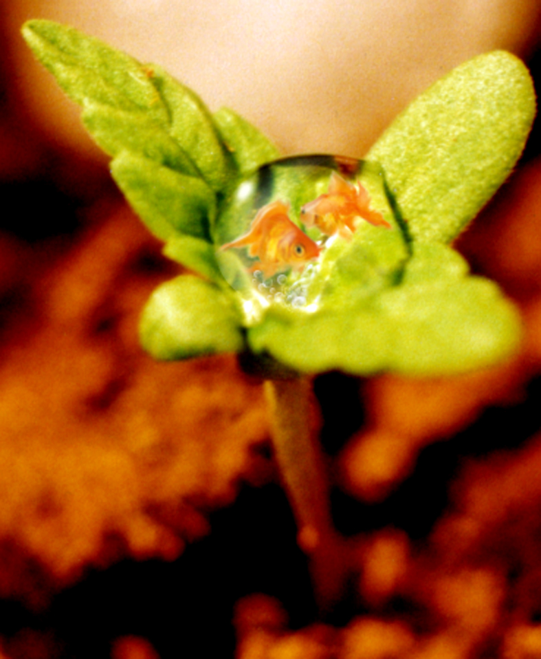 Photoshop Design by strown for DesignCrowd (Community Contests) | Design #9093645