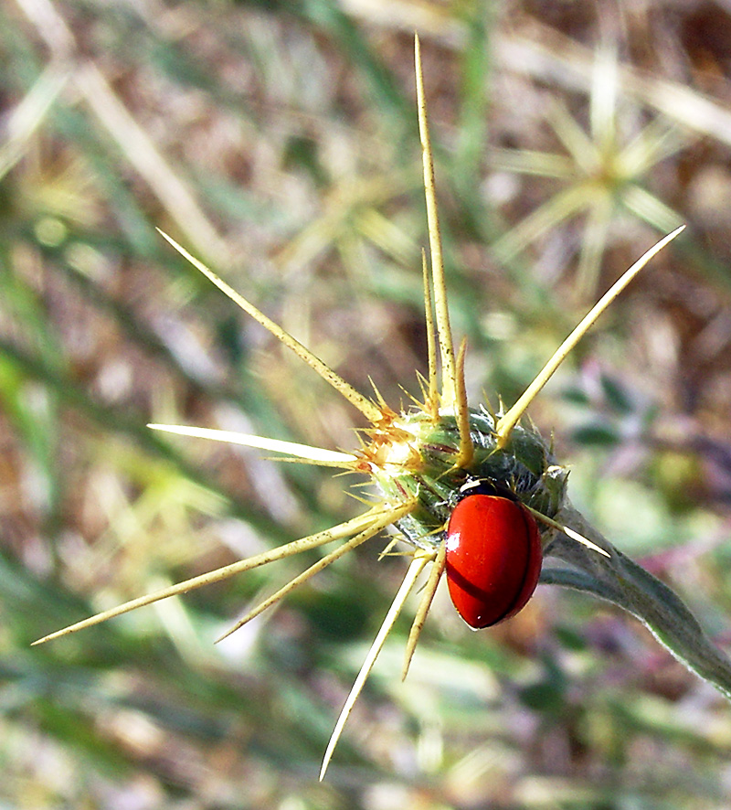 Photography by beckettboots for DesignCrowd (Community Contests) | Design #9088892