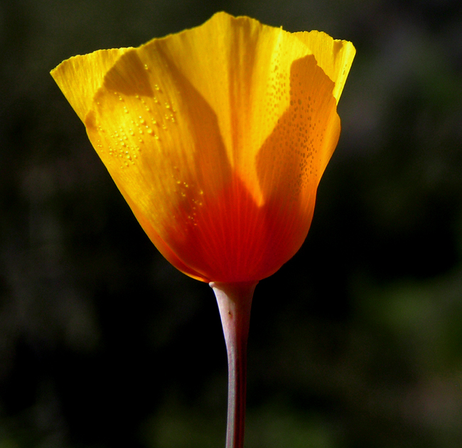 Photography by jasoned for DesignCrowd (Community Contests) | Design #9093758