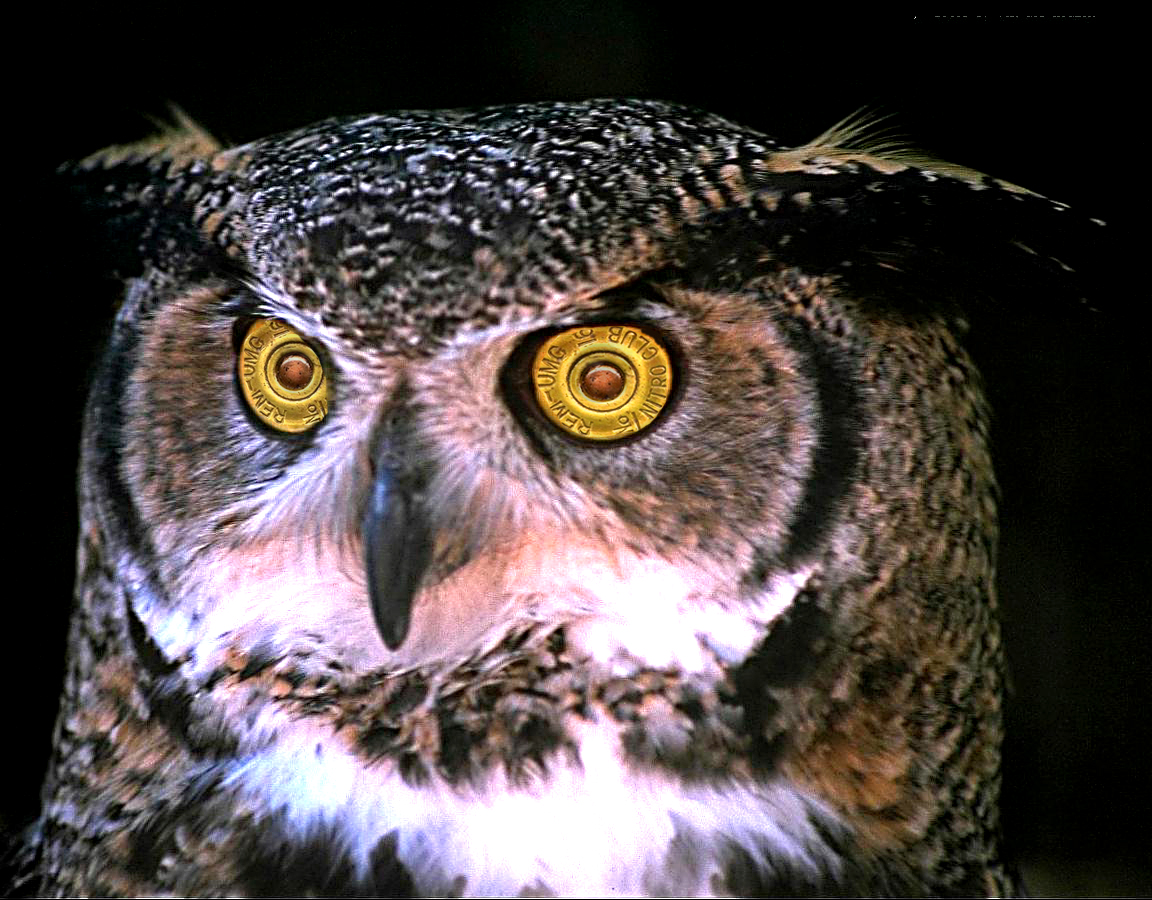 Photoshop Design by eduj65 for DesignCrowd (Community Contests) | Design #9092241