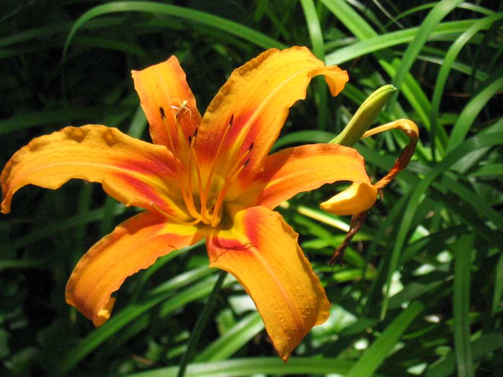 Photography by faeriefly__ for DesignCrowd (Community Contests) | Design #9088932